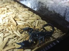 -萌宠奇缘