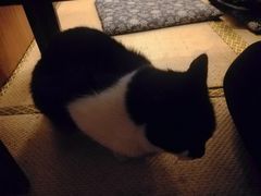 -樱の花亭日本料理店