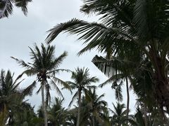 -东郊椰林
