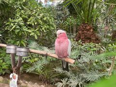 -南宫五洲植物乐园