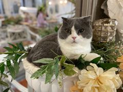 -共舞时光猫咖·狗咖(新街口店)