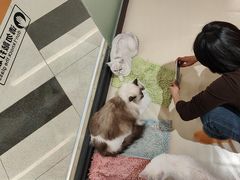 -三花喵·撸猫购宠·宠物生活馆(虹桥南丰城店)