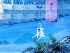 -海合安成都极地海洋公园