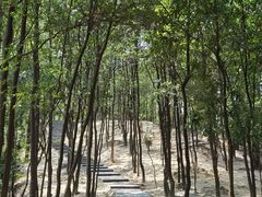 -火炉山森林公园