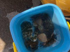 -港畔赶海蒸汽海鲜烧烤自助(仙螺岛店)
