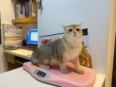 -御宝贝·A梦猫科宠物医院(国际猫友好医院)