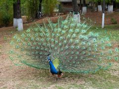 -昆明动物园