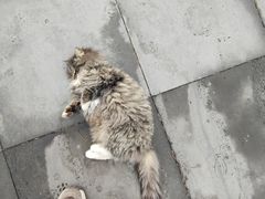-叶赫那拉城