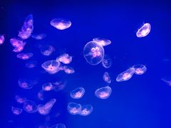 -芜湖新华联大白鲸海洋公园