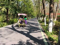 -合肥滨湖国家森林公园