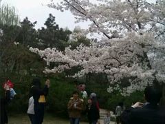 -西安青龙寺遗址景区