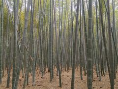 -同里国家湿地公园