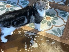 -猫猫幼稚园·撸猫·桌游·电玩