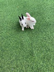 -萌宠亲子动物乐园(槐房万达店)