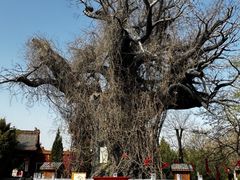 -大槐树寻根祭祖园