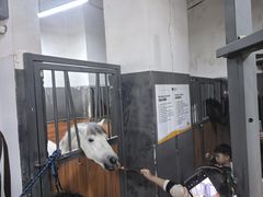 -骑乐马术(广州奥体优托邦中心)