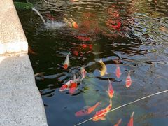 -大亚湾红树林城市湿地公园