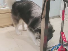 -宠福鑫康馨动物医院·骨科·眼科