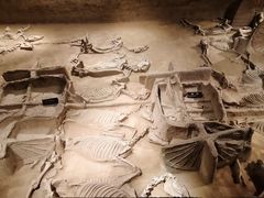 -洛阳周王城天子驾六博物馆