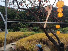 -广州市流溪河国家森林公园