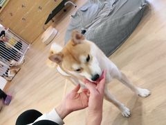 -南京Hallo宠物乐园·哈罗犬舍·柴犬繁育基地