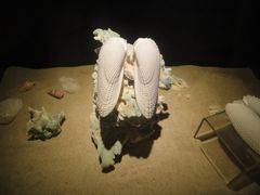 -亚龙湾中心广场·贝壳馆