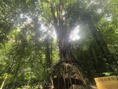 -莫里热带雨林景区