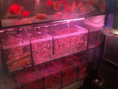 -金田水族花卉市场(银庄大厦店)