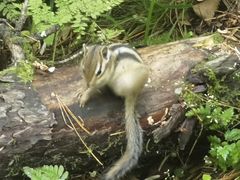 -五营红松林海景区