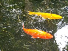 -广州兰圃