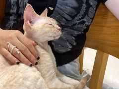 -藏猫猫咖啡主题馆(中央大道店)