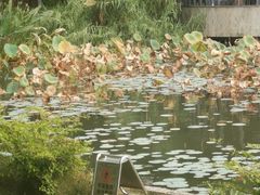 -四海公园(南山区)