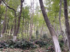 -南京老山国家森林公园