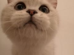 -猫大福·Fortune Cat猫舍(百子湾店)