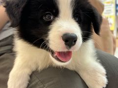 -翊宠yipet猫狗购宠庄园犬舍•猫舍