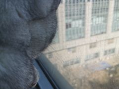-Cappucimeow猫咪咖啡馆(韦伯时代店)