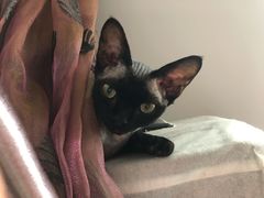 -瑞鹏宠物医院犬猫全科(真大分院)