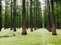 -渌洋湖湿地公园