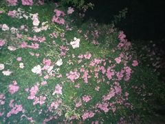 -袁小二大东北铁锅炖(吉祥村总部)