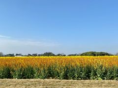 -中国天府农业博览园