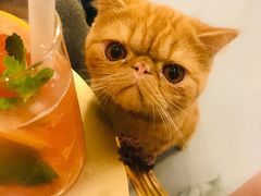 -飞行喵MR PILOT|猫舍·猫咖(静安大融城店)