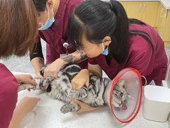 -美联众合爱康动物医院•复杂内科•肿瘤科•牙科•腔镜诊疗中心