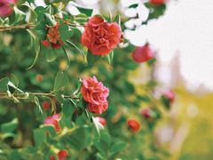 -深圳国际园林花卉博览园