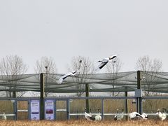 -盐城丹顶鹤湿地生态旅游区