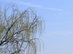 -顾村公园