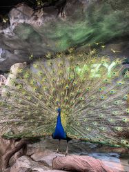 -Zoolung Zoolung动物主题公园(海信广场店)