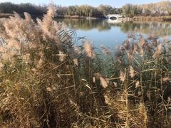 -大兴滨河森林公园