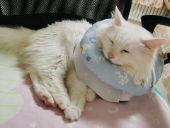 -瑞派天宁宠物医院·猫科·异宠中心