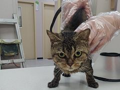 -瑞鹏宠物医院·骨科·猫科·内科(第一中心)