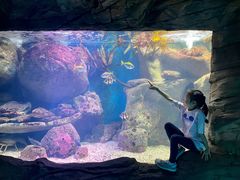 -悉尼海洋生物水族馆